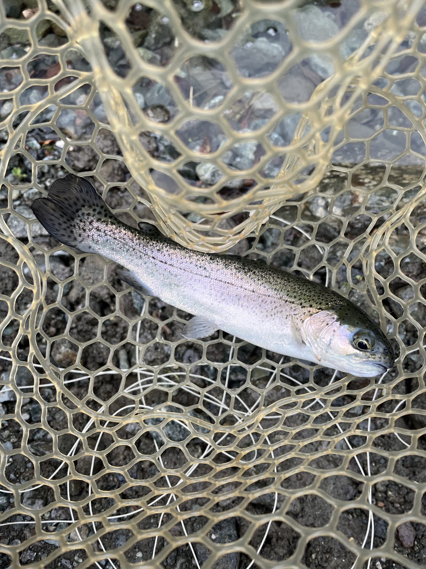 虹鱒
うらたん
12:47
