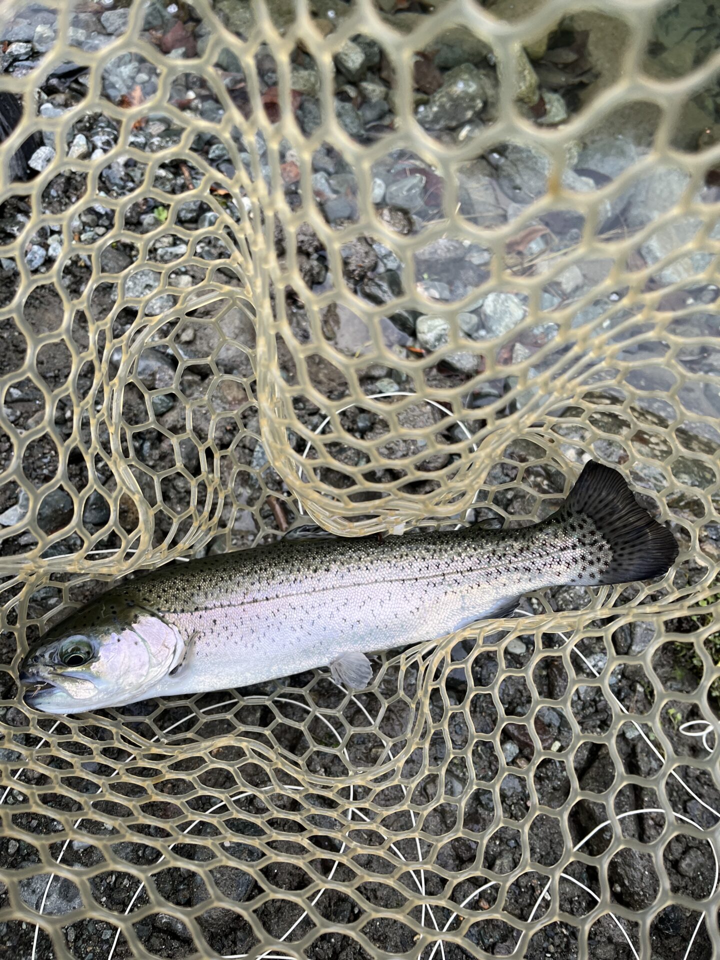 虹鱒
うらたん
12:49
