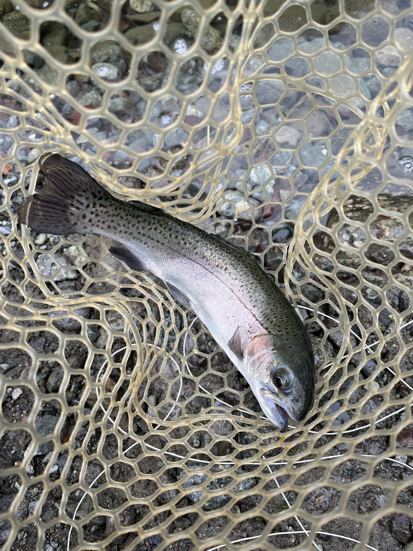 虹鱒
うらたん
12:52
