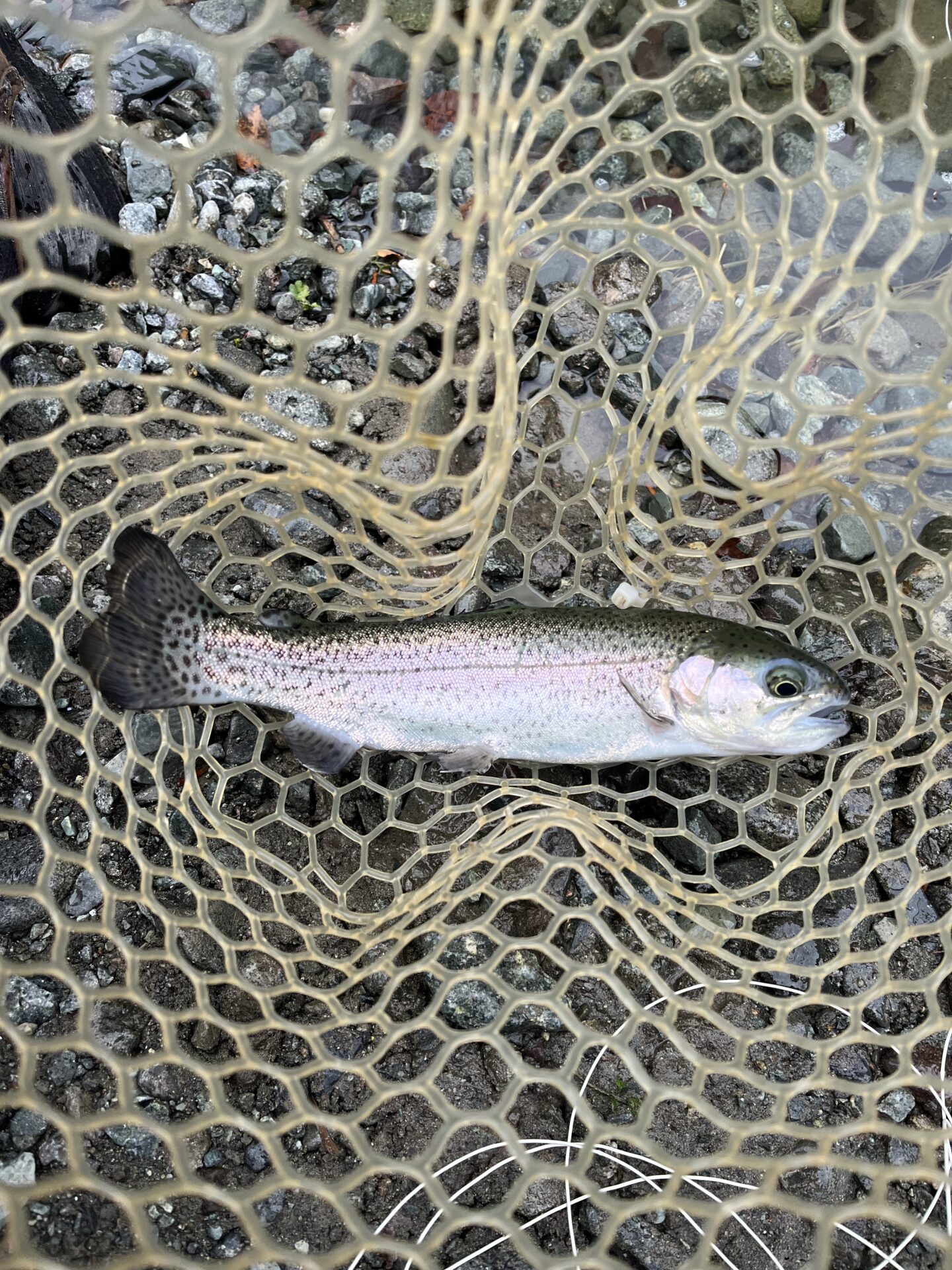 虹鱒
うらたん
12:55
