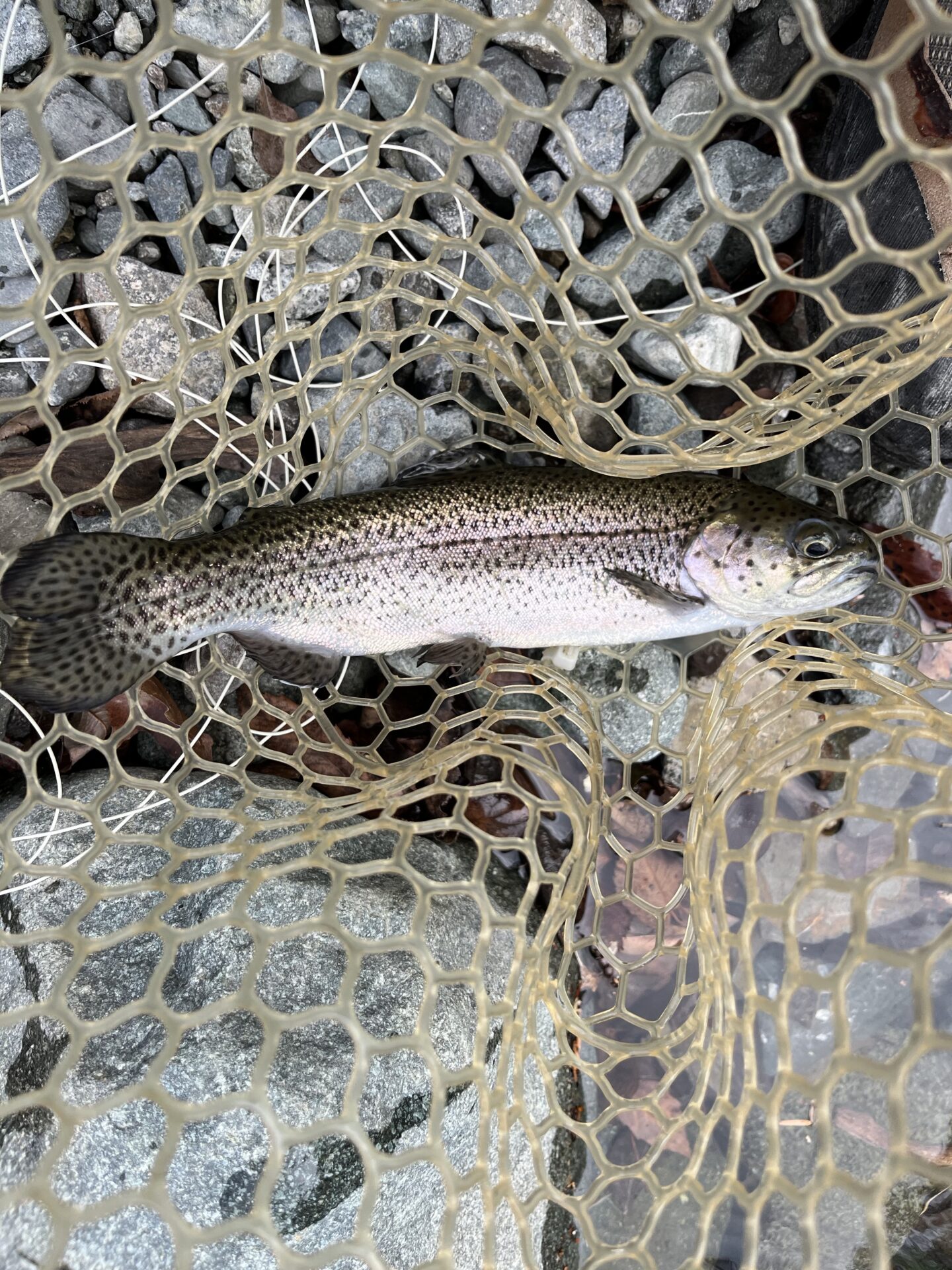 虹鱒
うらたん
13:43
