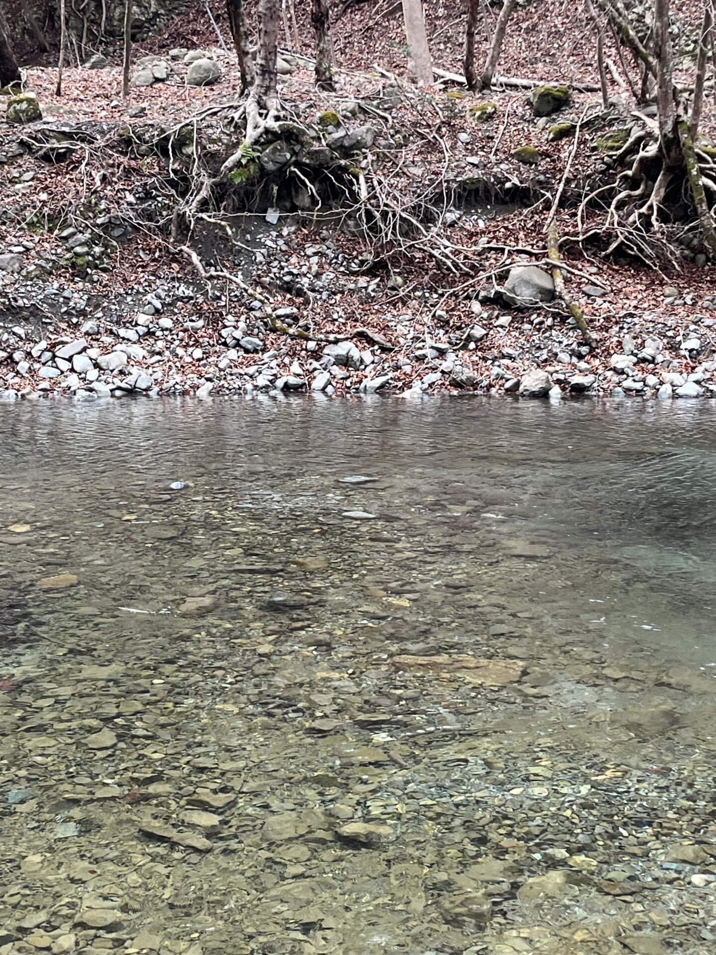 ポイント
虹鱒
うらたん
13:43
