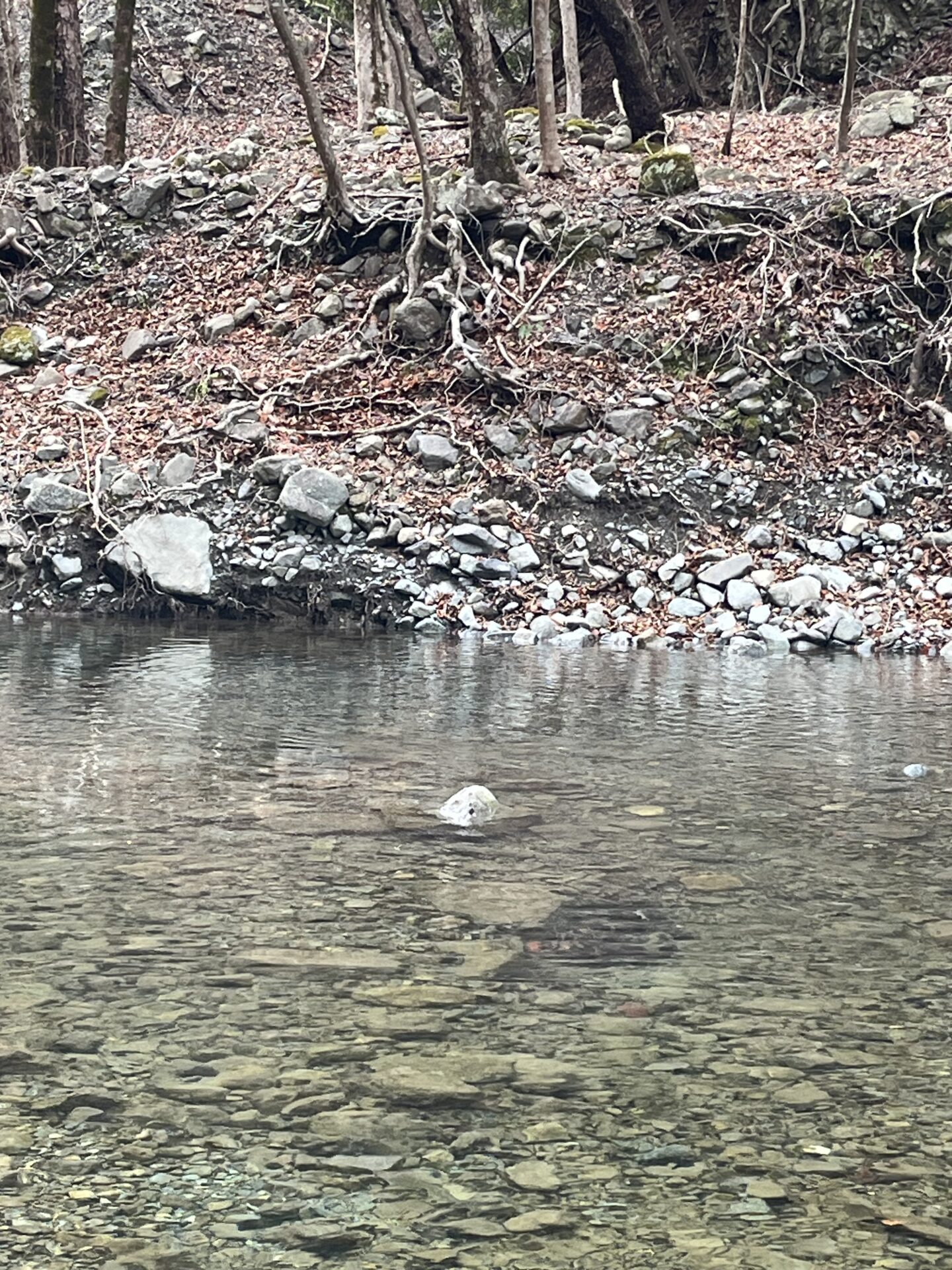 ポイント
虹鱒
うらたん
13:45
