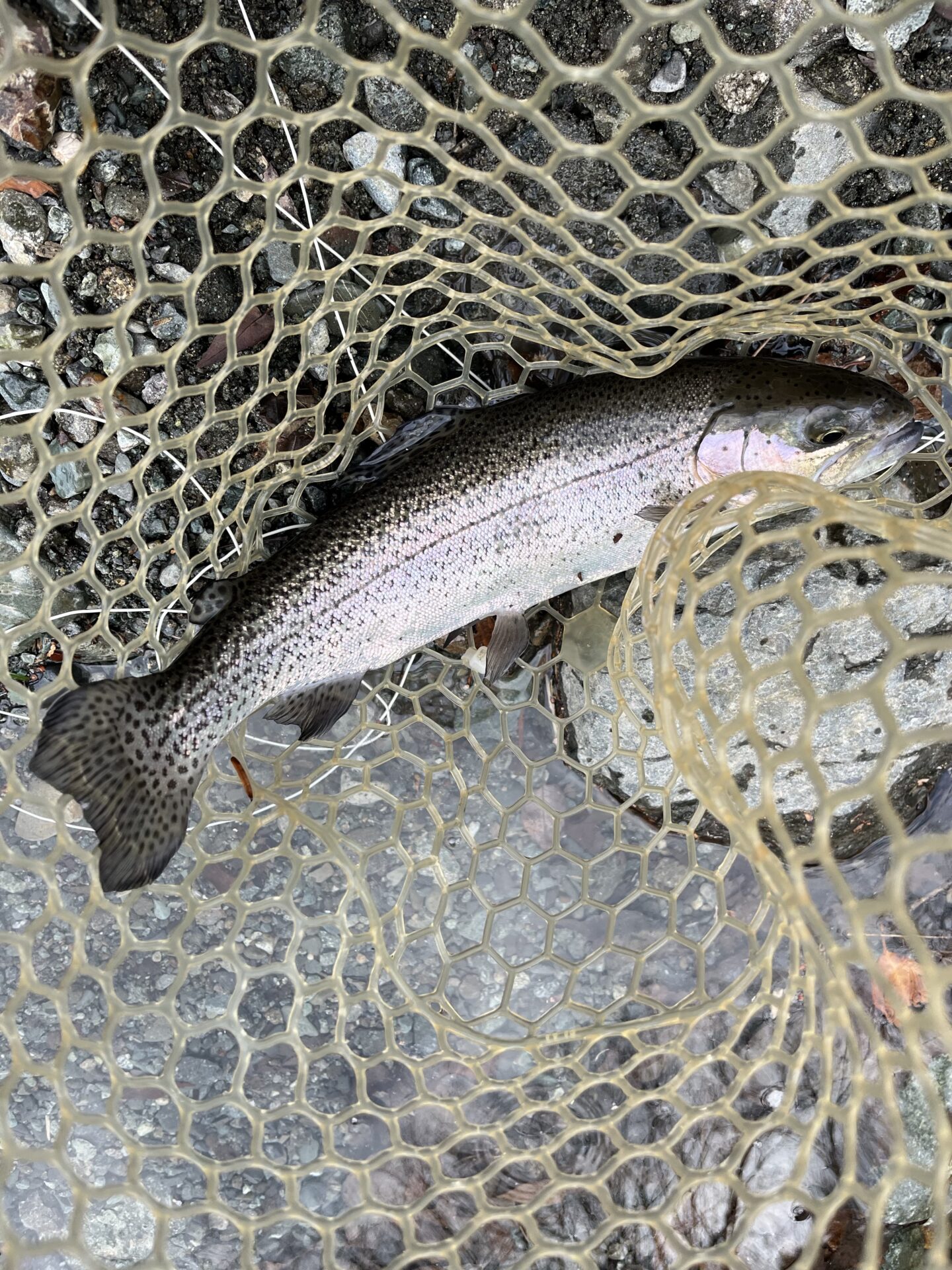 虹鱒
うらたん
14:53
