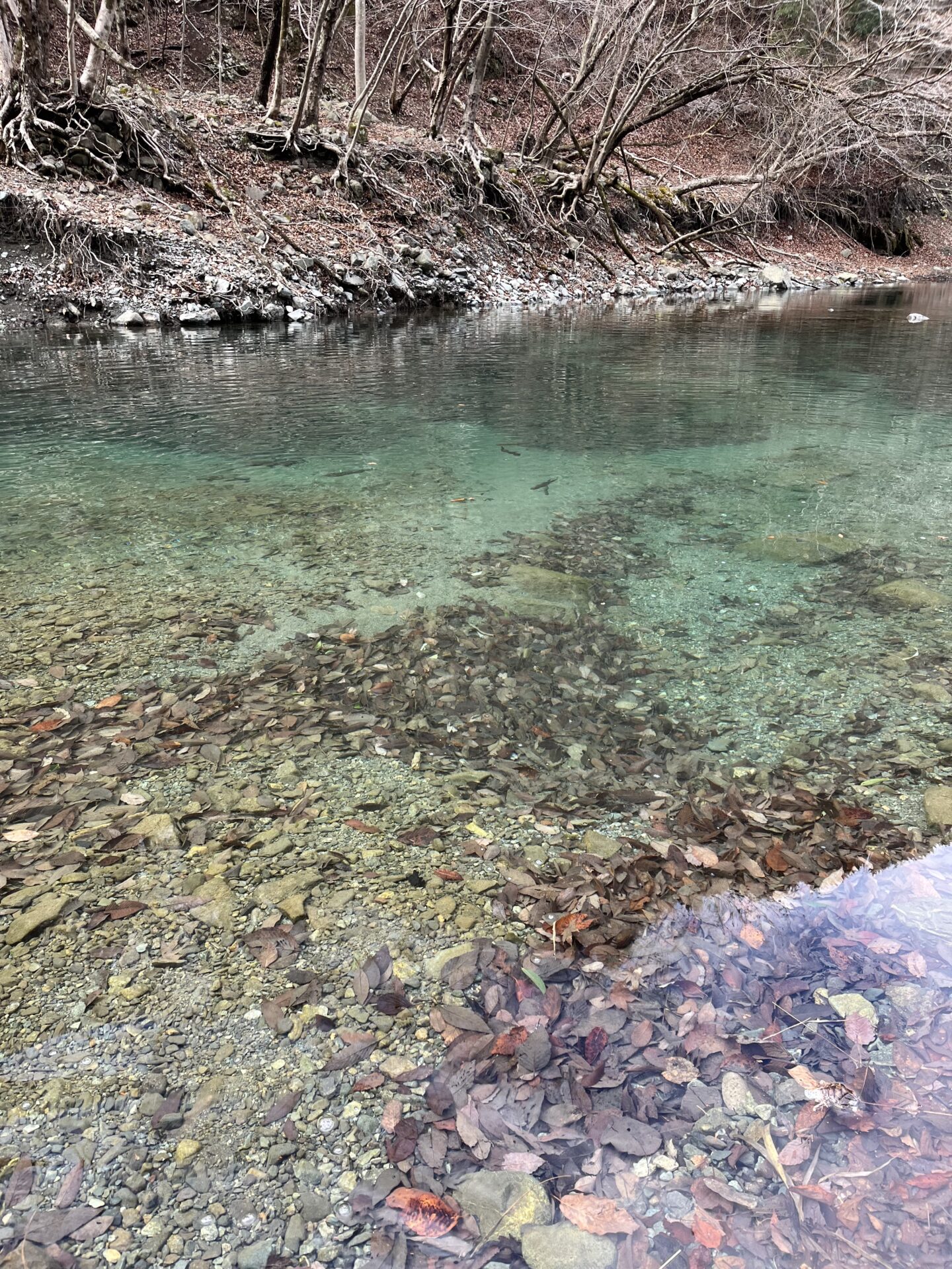 ポイント
虹鱒
うらたん
15:09
