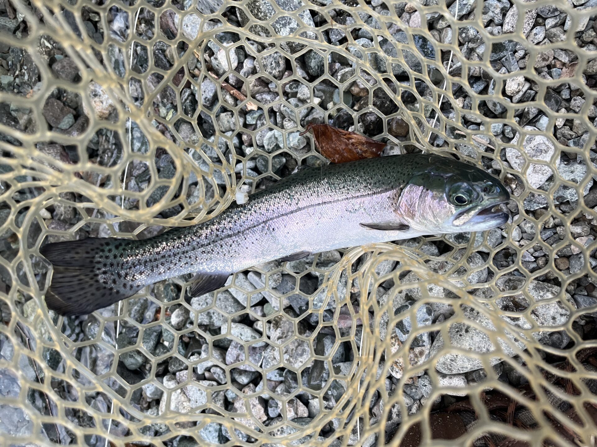 虹鱒
うらたん
16:18
