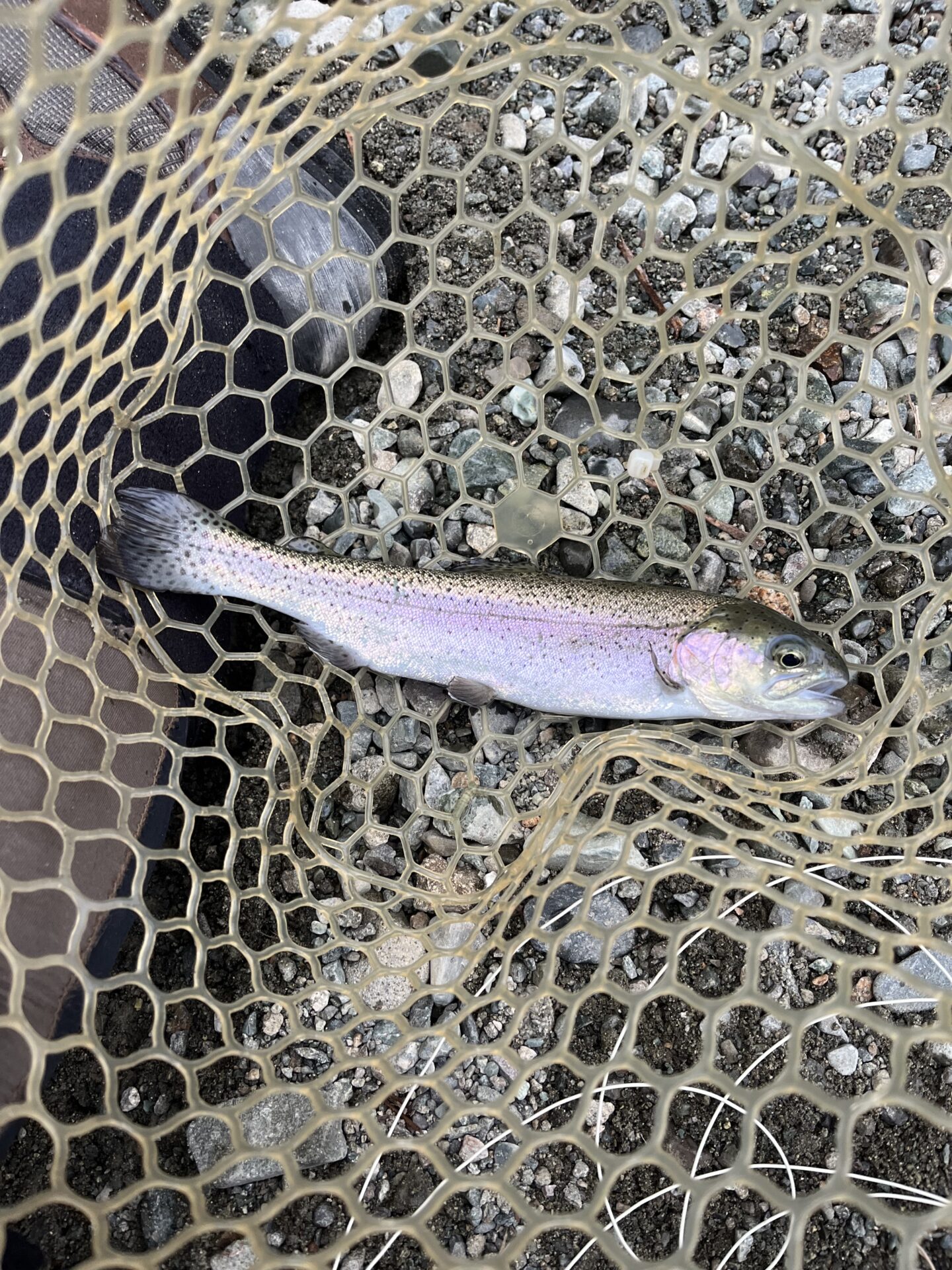 虹鱒
うらたん
16:41