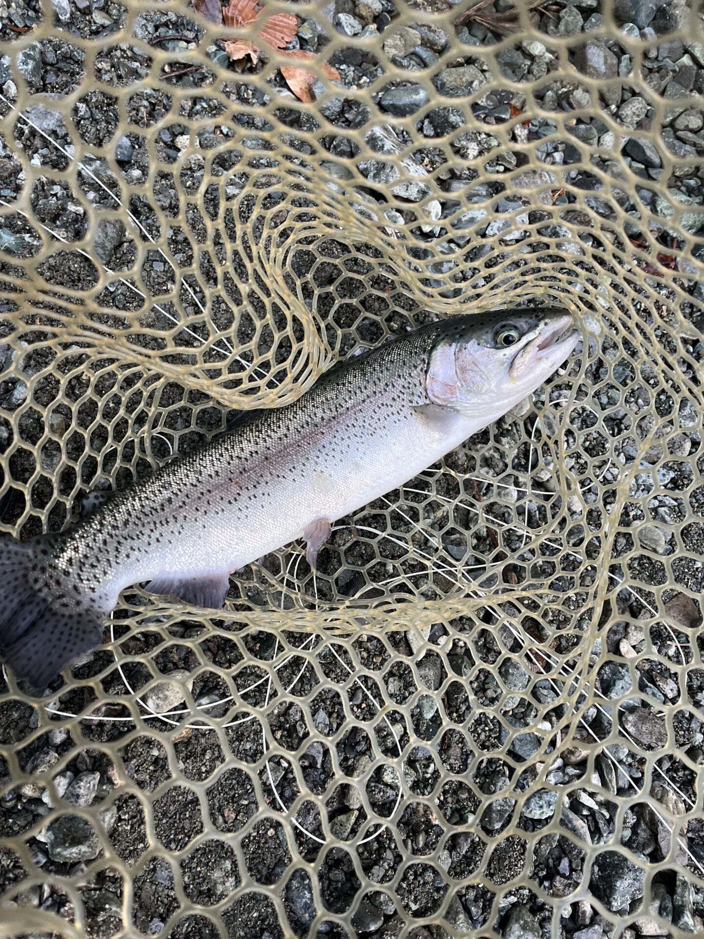 虹鱒
うらたん
16:54
