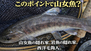 【フライフィッシング】このポイントで山女魚？ 