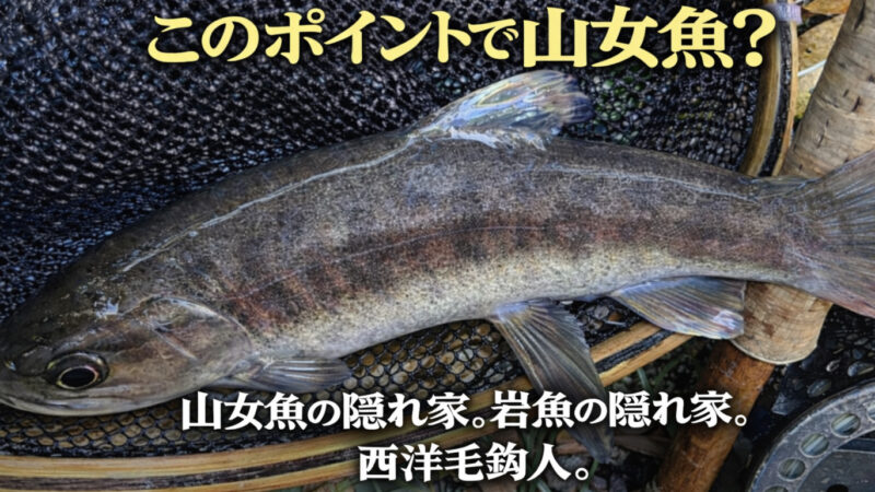 【フライフィッシング】このポイントで山女魚？ 