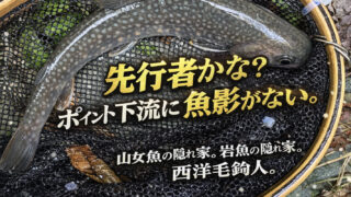 【フライフィッシング】先行者かな？ポイント下流に魚影がない。 