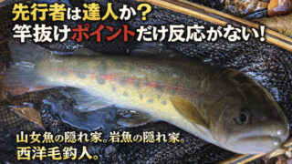 【フライフィッシング】先行者は達人か？竿抜けポイントだけ反応がない！ 