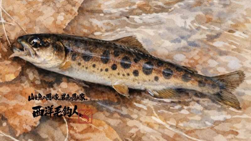【釣果3匹山女魚3岩魚0】シャロムの森2026.3.12 