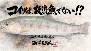 【フライフィッシング】コイツは、放流魚でないかも！？ 