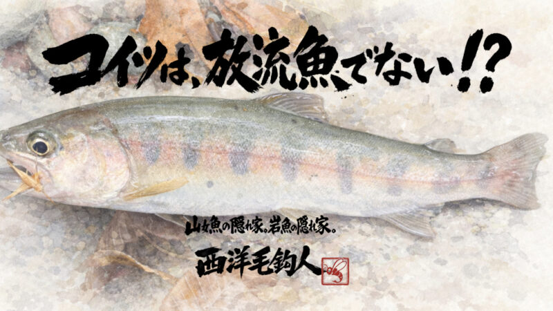 【フライフィッシング】コイツは、放流魚でないかも！？ 