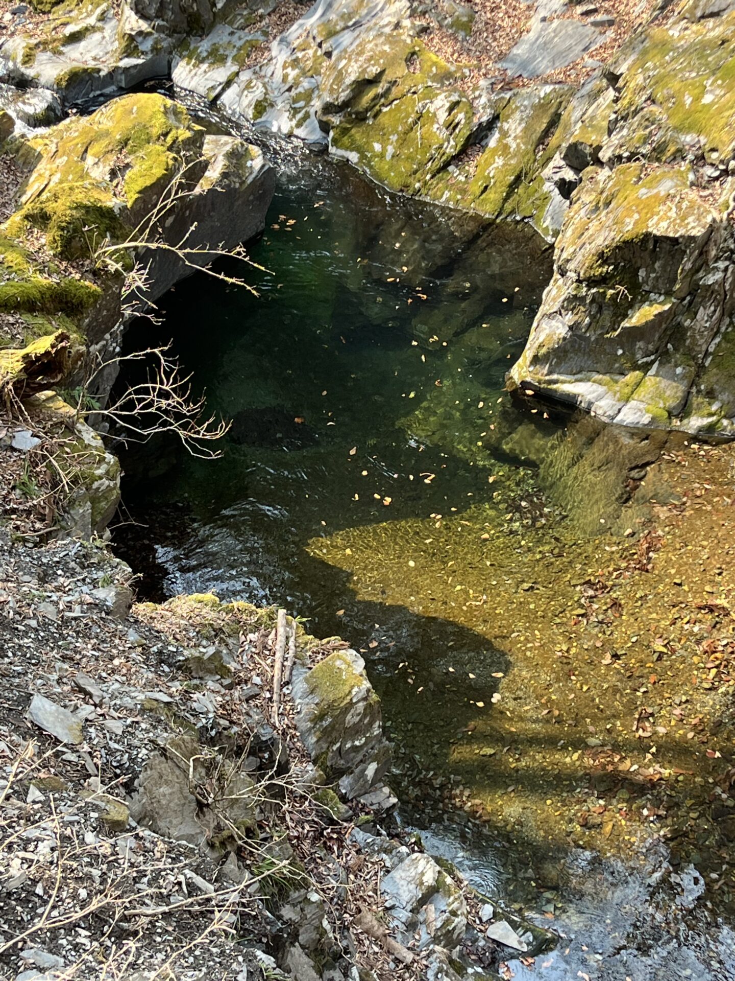 水位
シャロムの森
2025.3.26