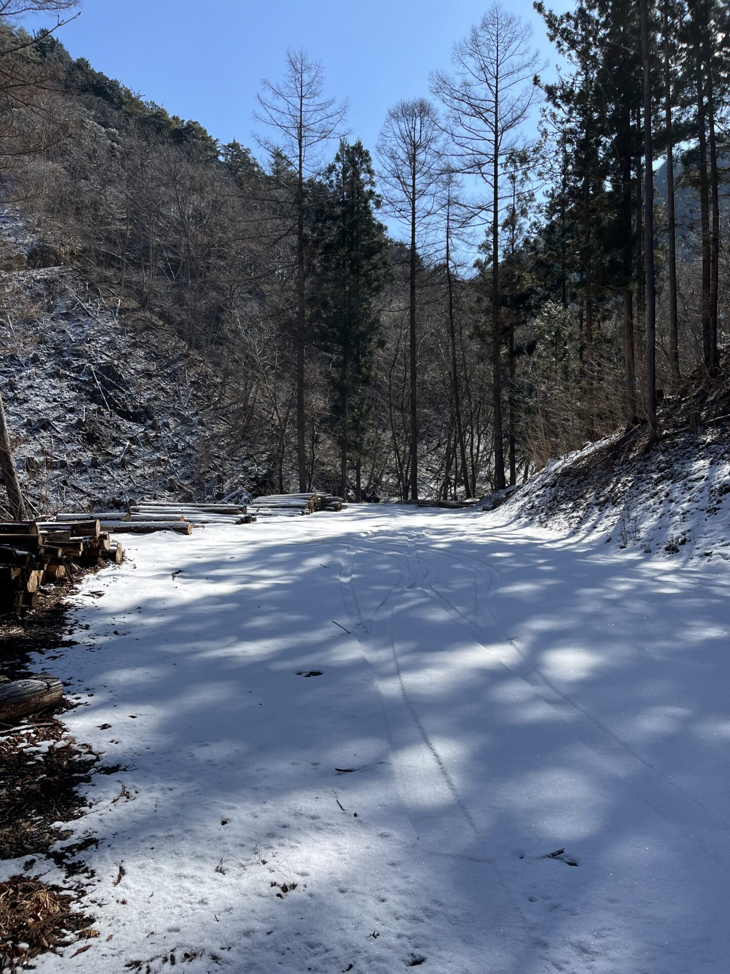 シャロムの森の様子
林道
2026.3.12
