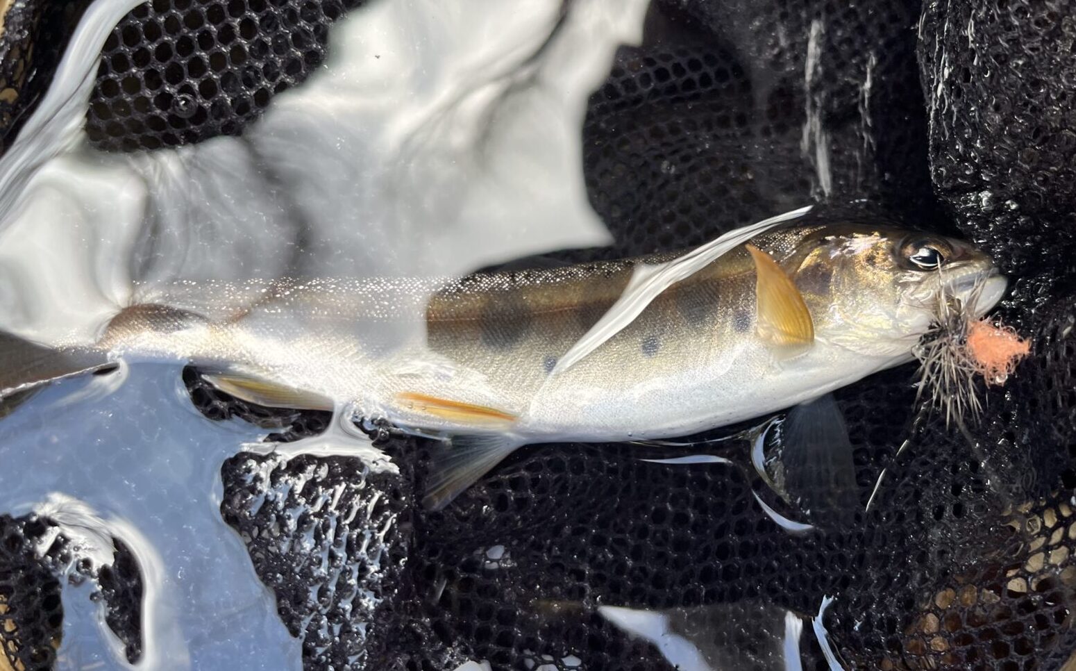 【釣果3匹山女魚3岩魚0】シャロムの森2026.3.12