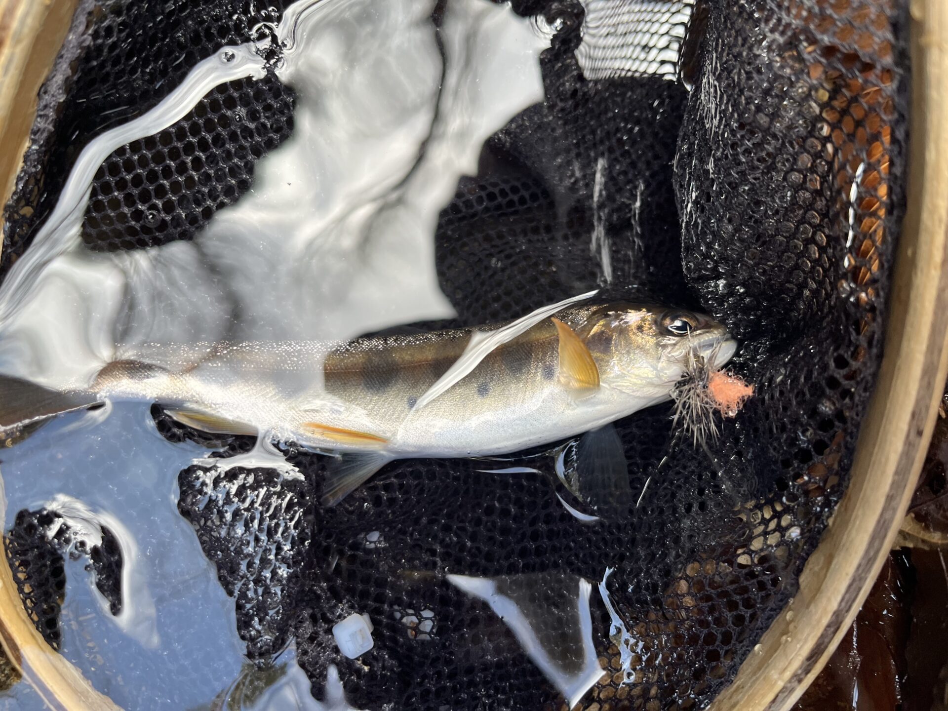 山女魚
シャロムの森
2026.3.12
11:31