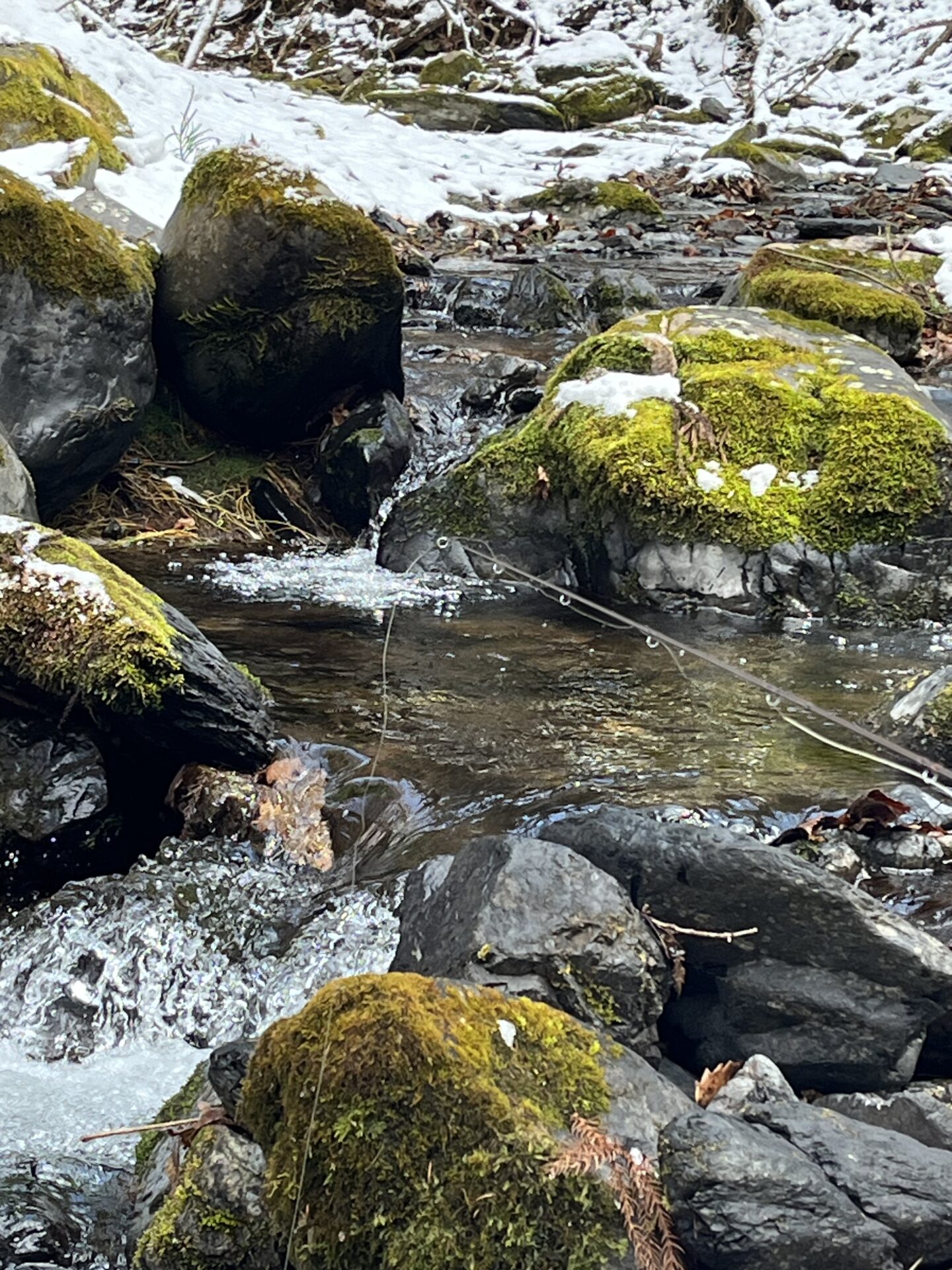 ポイント
山女魚
シャロムの森
2026.3.12
11:31