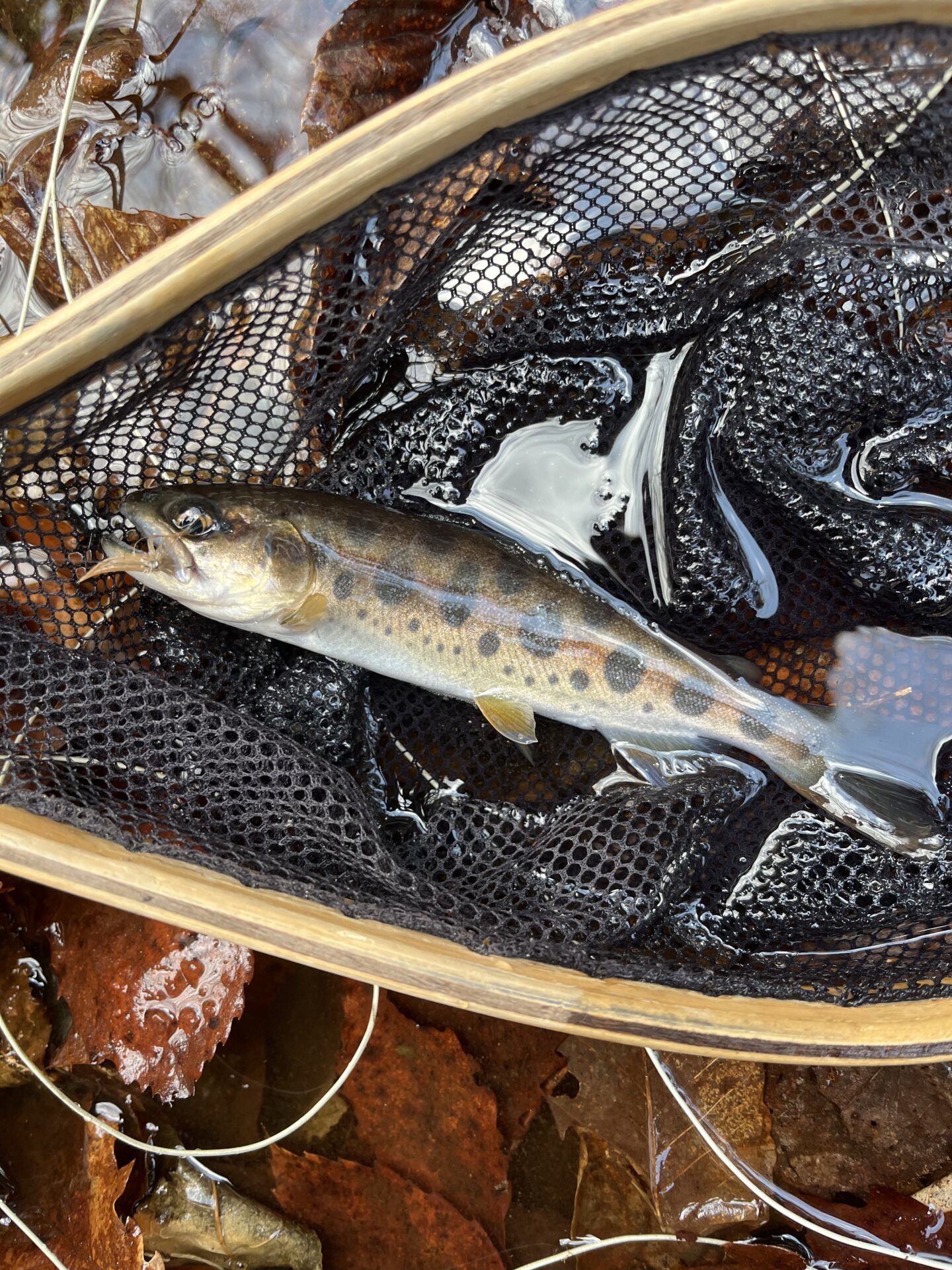 山女魚
シャロムの森
2026.3.12
13:03