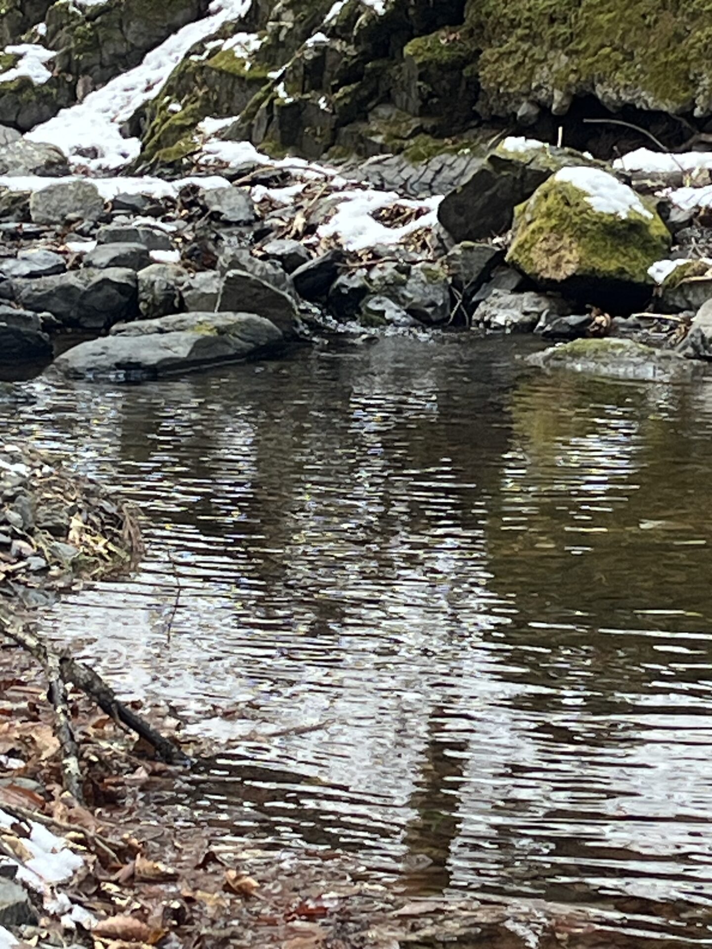 ポイント
山女魚
シャロムの森
2026.3.12
13:03