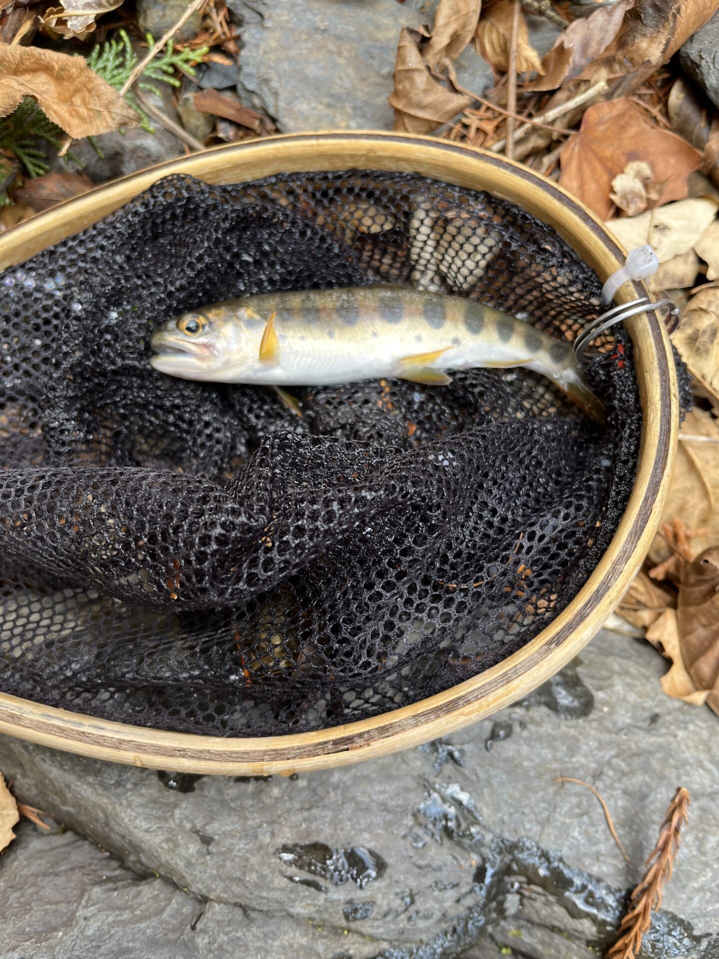 山女魚
シャロムの森
2026.3.12
14:10