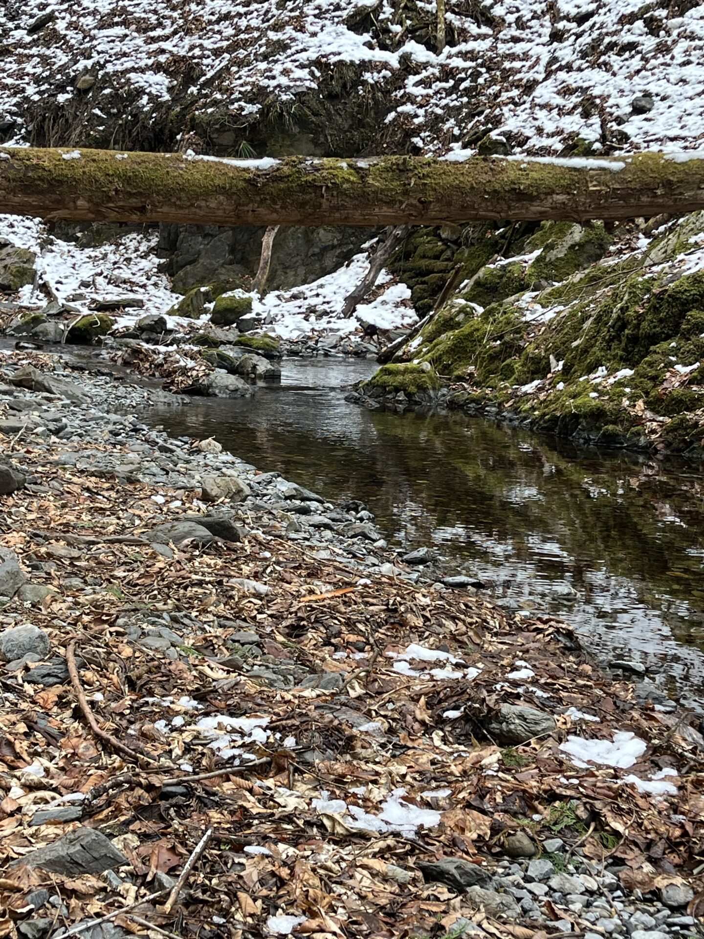 ポイント
山女魚
シャロムの森
2026.3.12
14:10