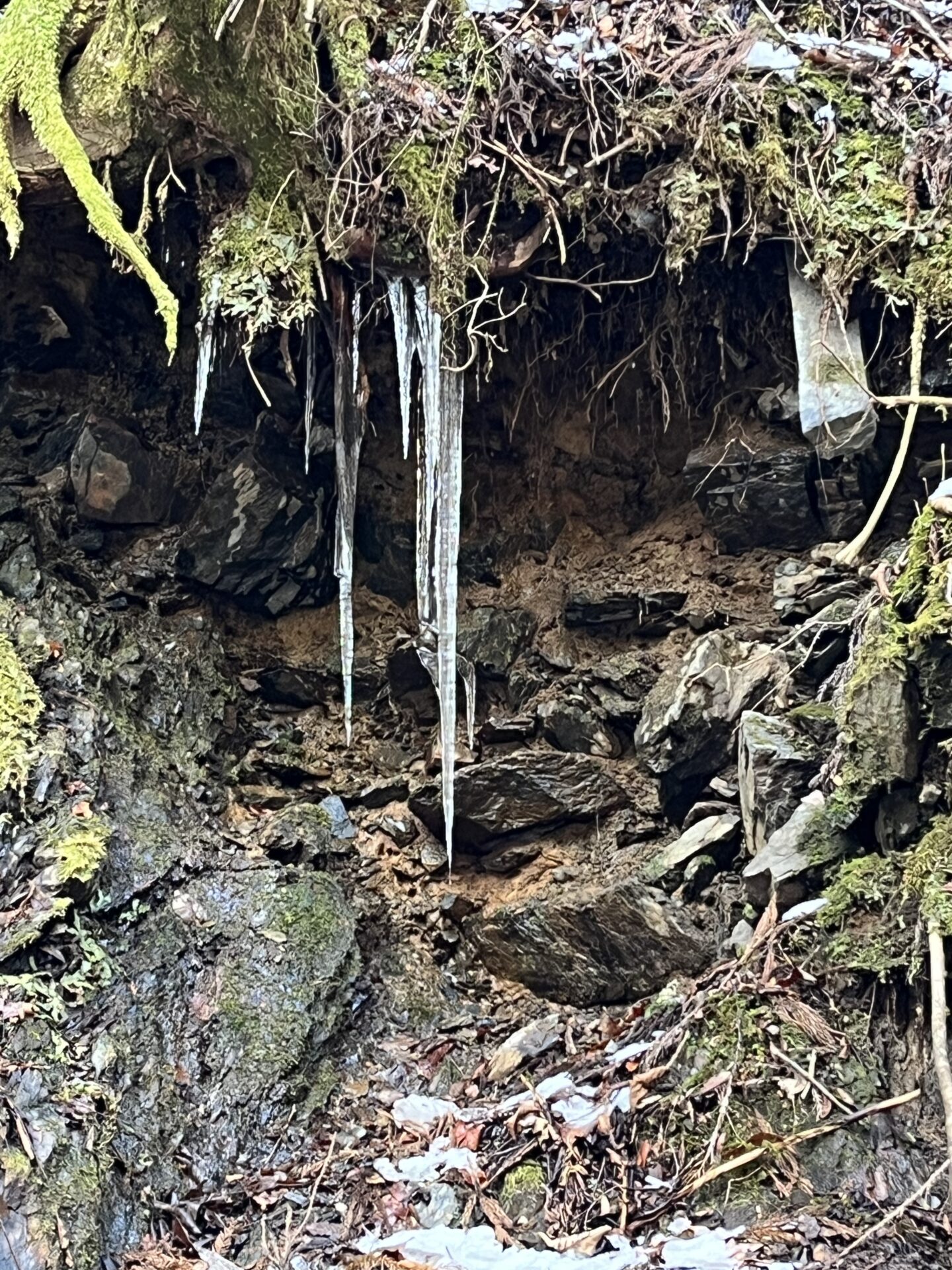 シャロムの森の様子
ツラツラ
2026.3.12
