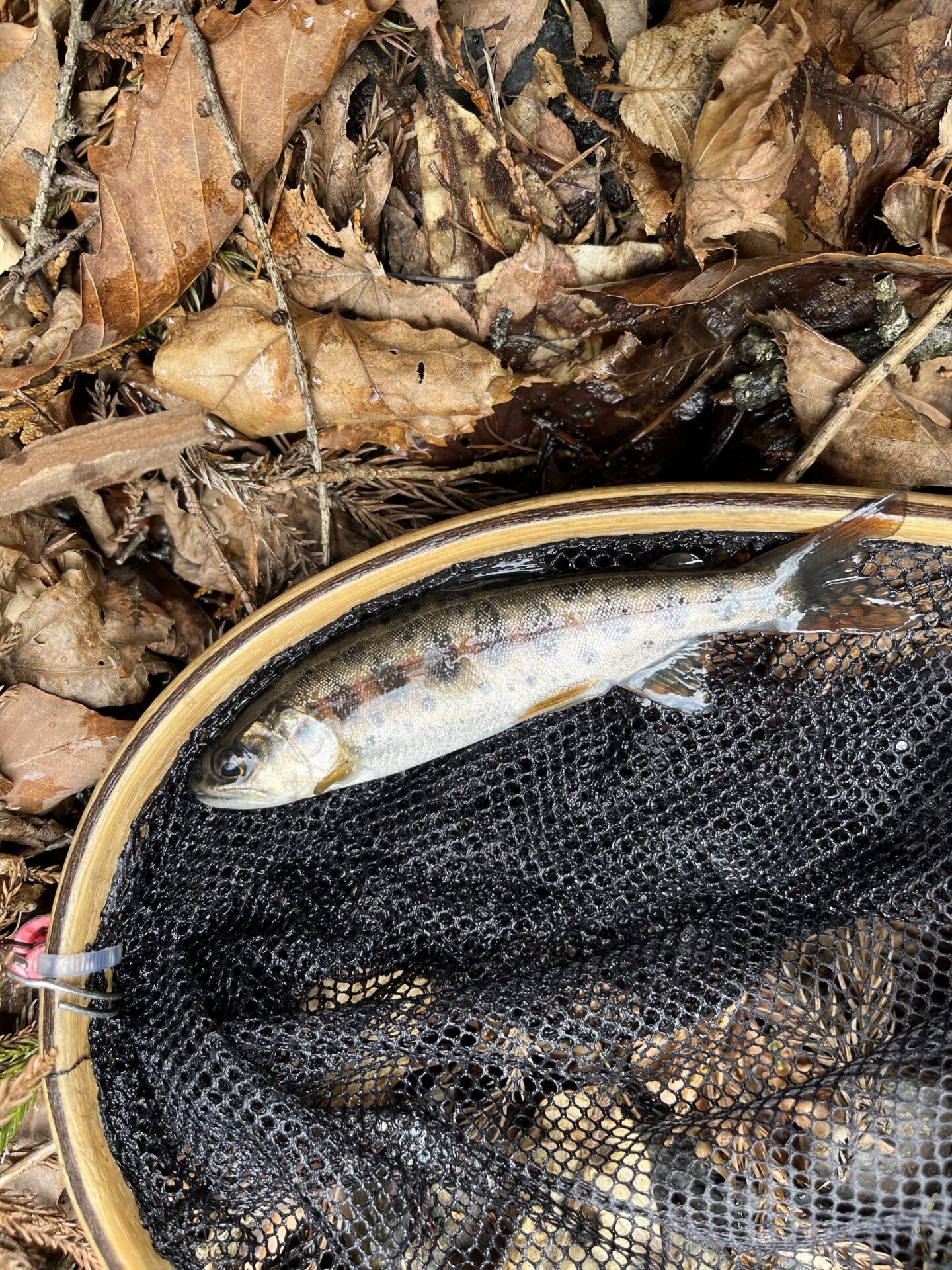 山女魚
シャロムの森
2026.3.25
11:00