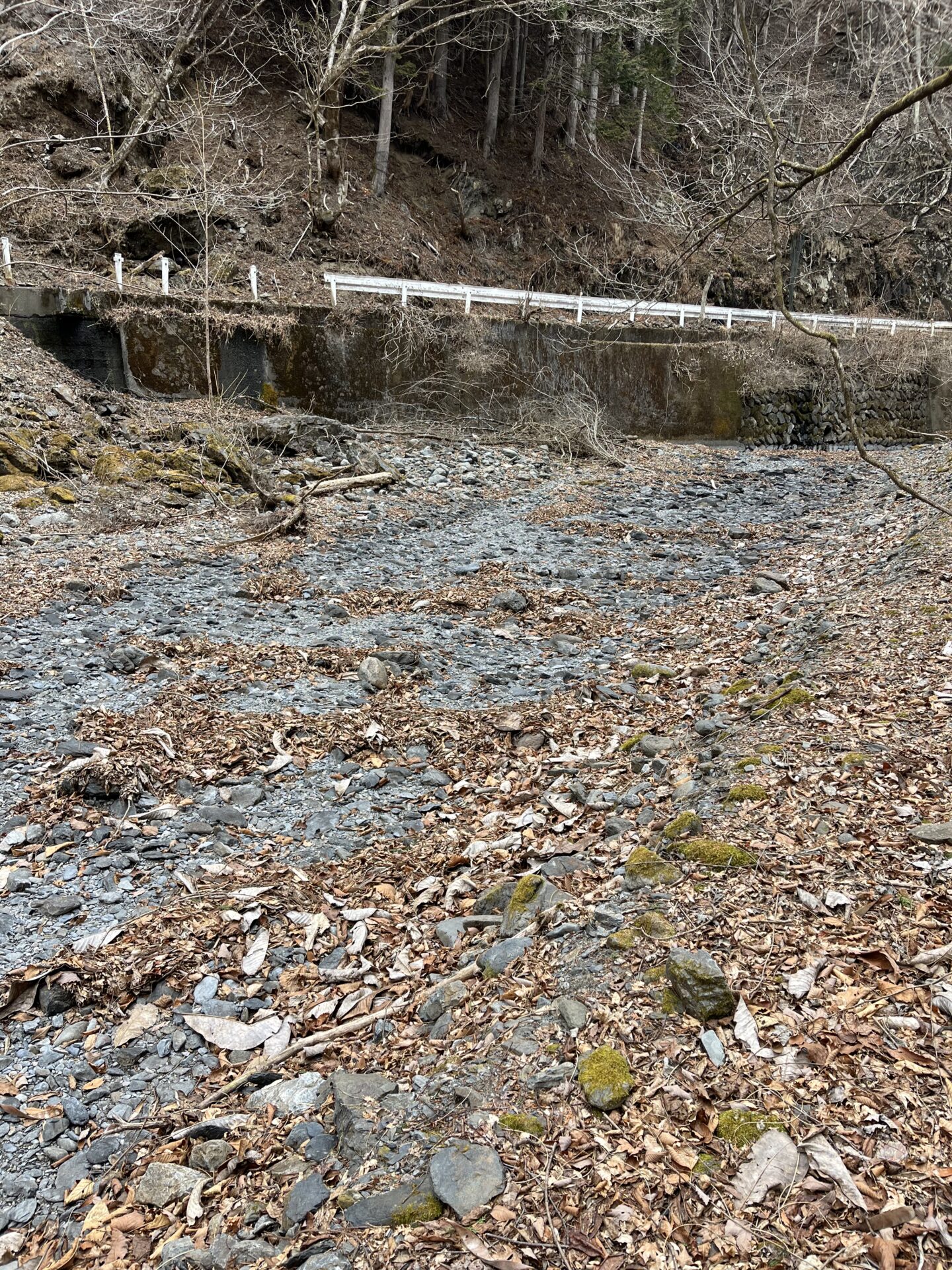 水が消えた流れ
シャロムの森
2026.3.25