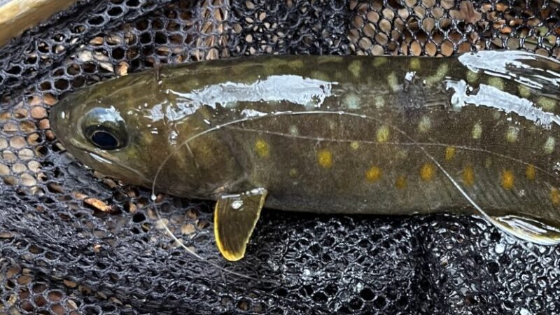 【釣果3匹山女魚2岩魚1】シャロムの森2026.3.25 