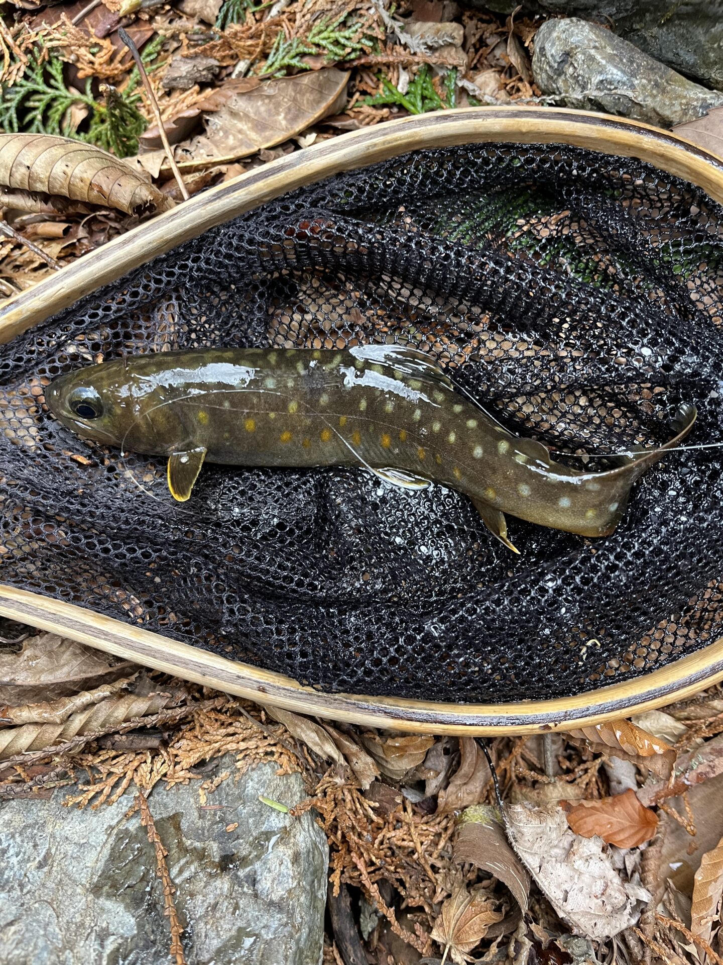 岩魚
シャロムの森
2026.3.25
13:52