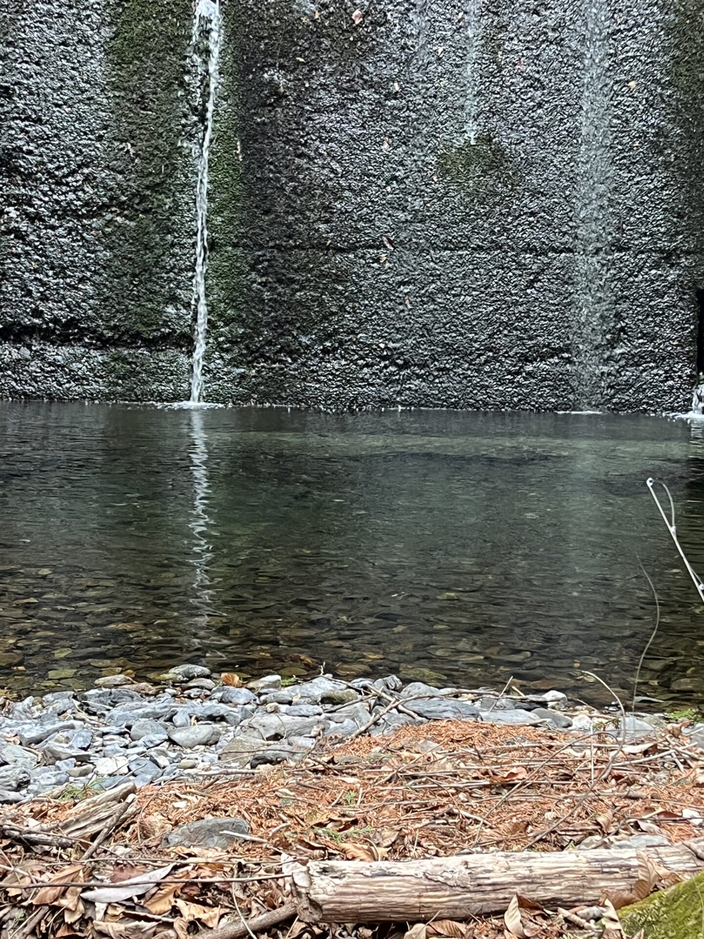 ポイント
岩魚
シャロムの森
2026.3.25
13:52