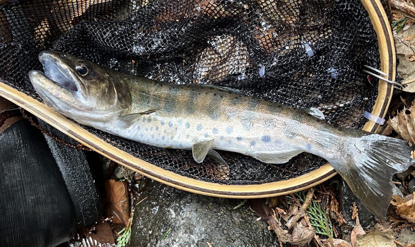 【釣果3匹山女魚2岩魚1】シャロムの森2026.3.25