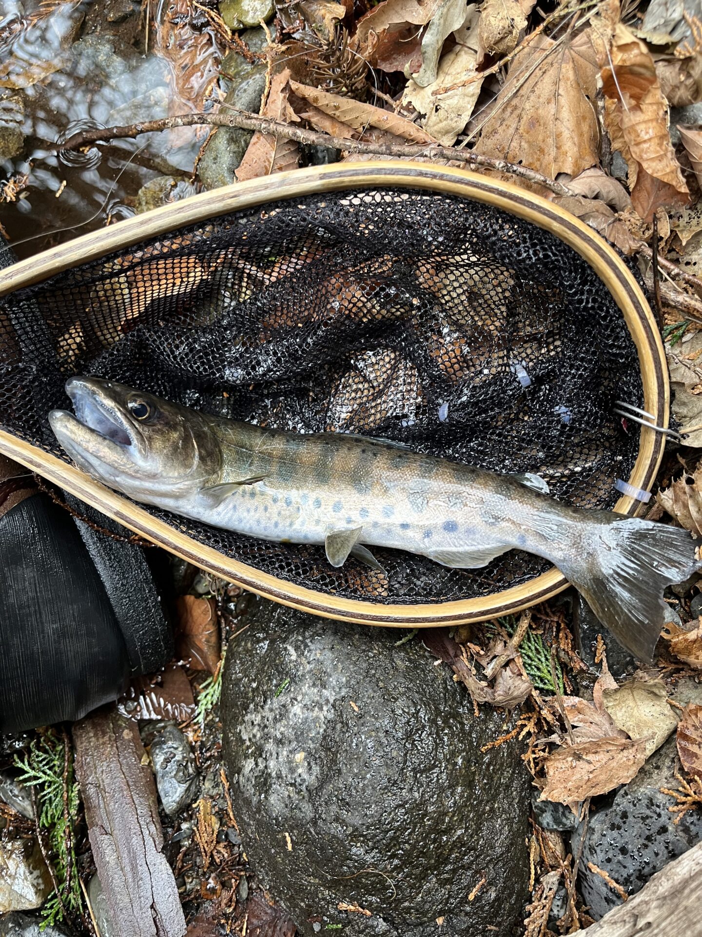 山女魚
シャロムの森
2026.3.25
14:36