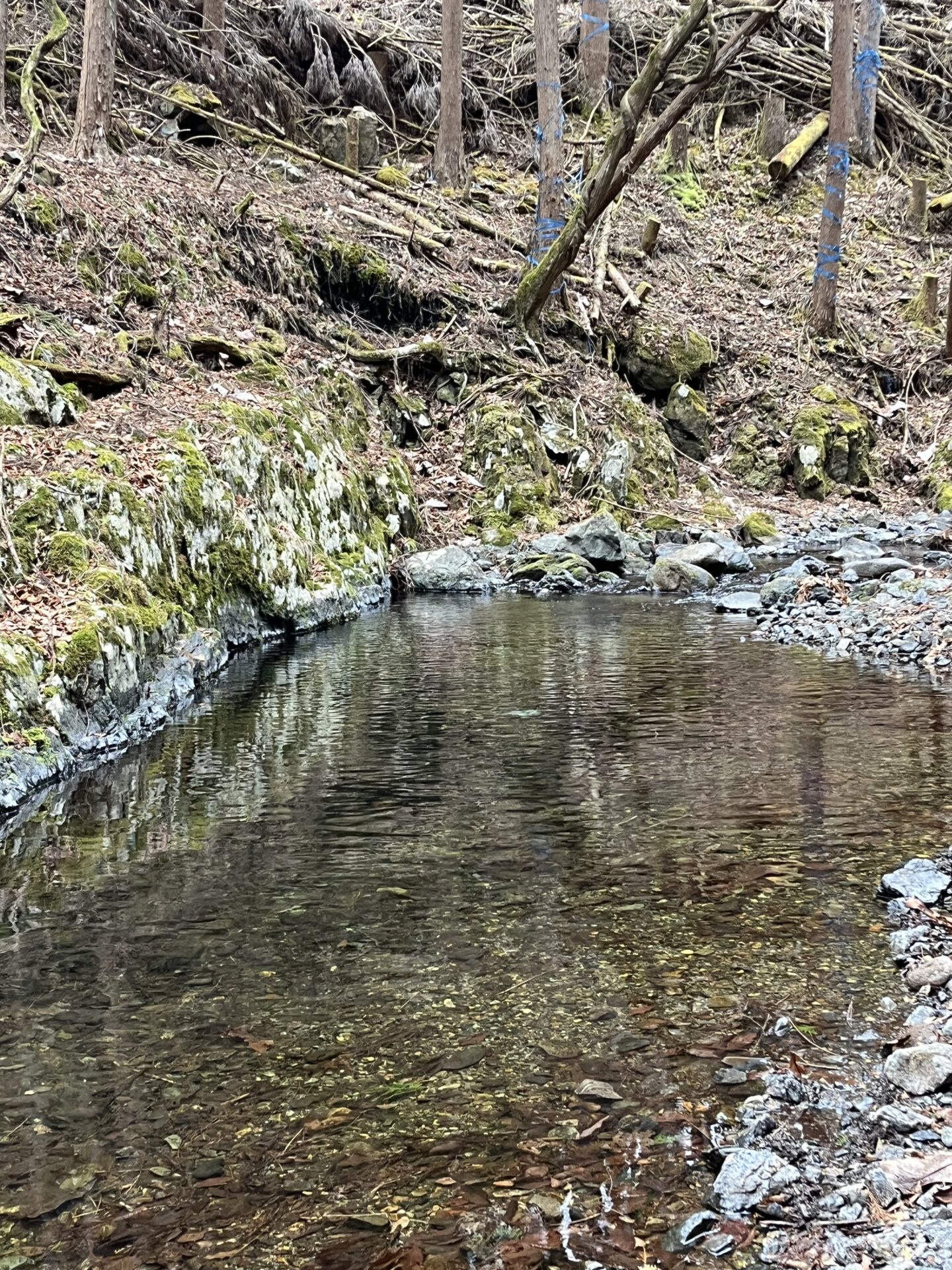 ポイント
山女魚
シャロムの森
2026.3.25
14:36