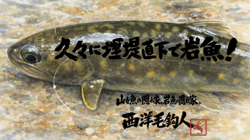 【フライフィッシング】久々に堰堤直下で岩魚！ 