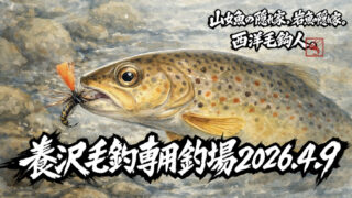 【釣果12匹山女魚5虹鱒6ブラウン1】養沢毛鉤専用釣場2026.4.9 