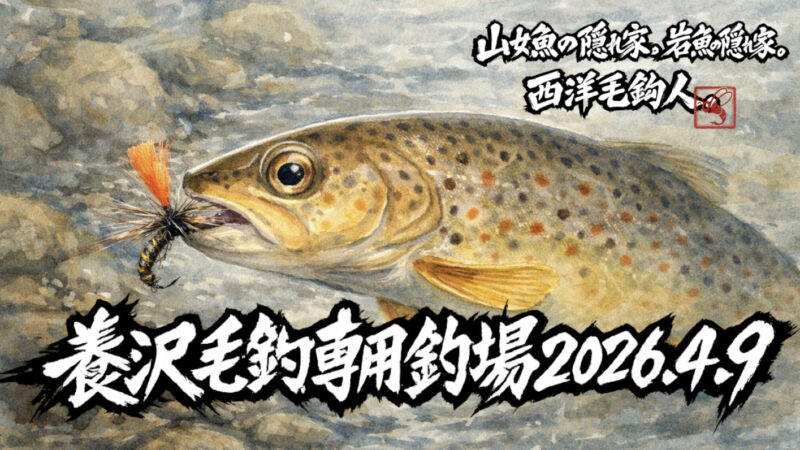 【釣果12匹山女魚5虹鱒6ブラウン1】養沢毛鉤専用釣場2026.4.9 