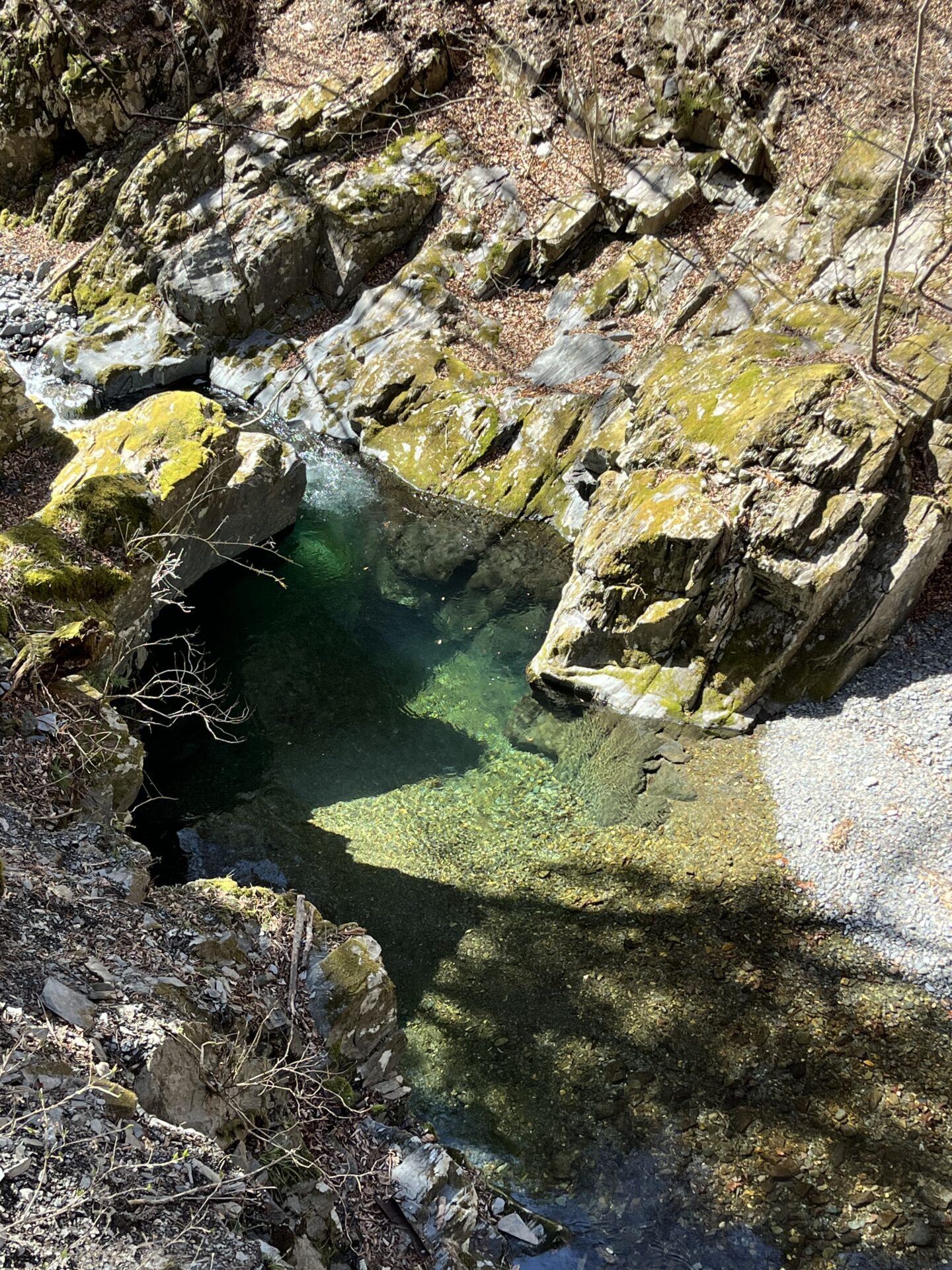 水位
2025.4.9
シャロムの森
