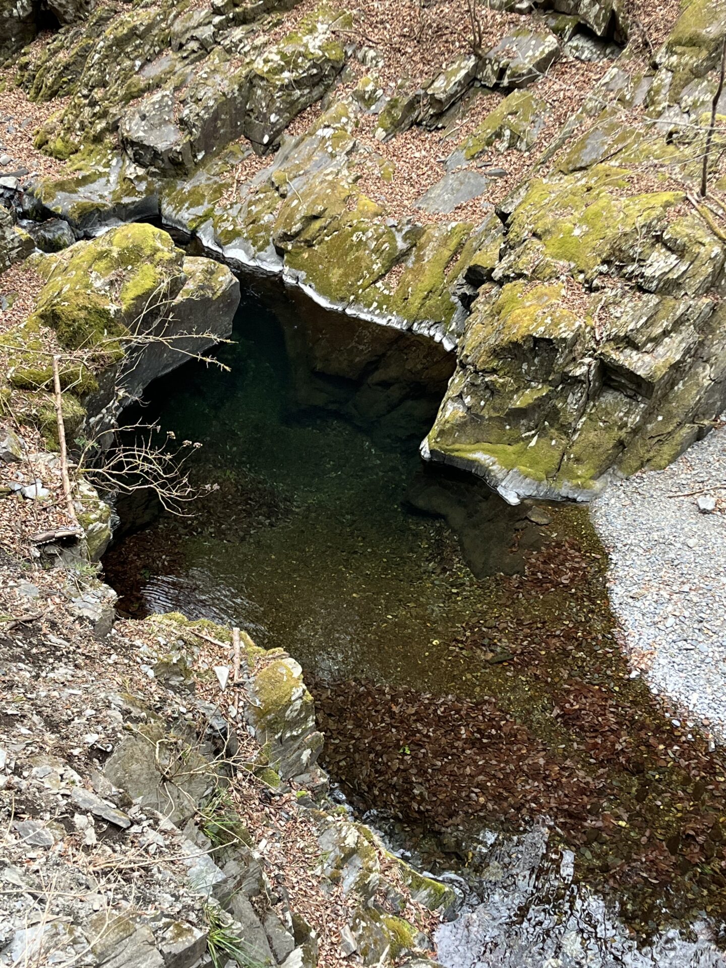 水位
2026.3.25
シャロムの森
