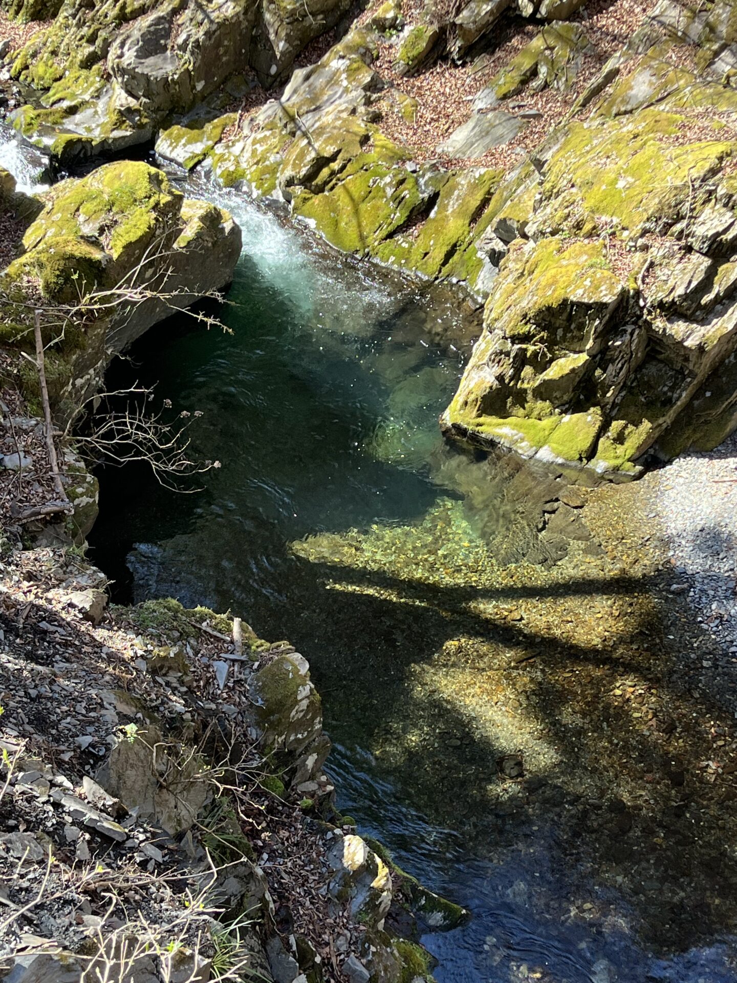 水位
2026.4.8
シャロムの森
