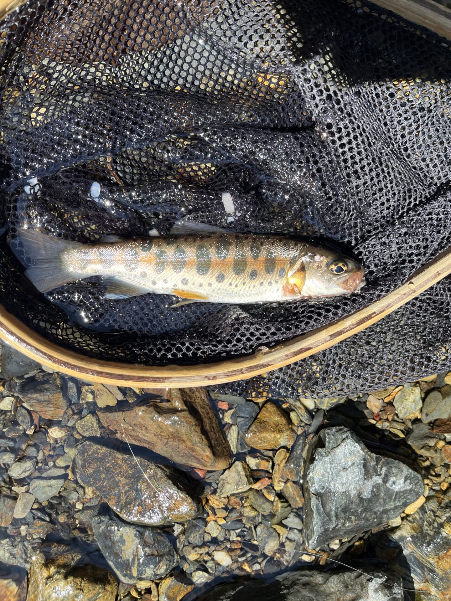 山女魚
2026.4.8
シャロムの森