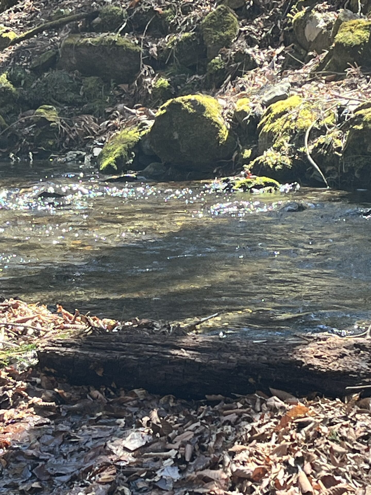 ポイント
山女魚
2026.4.8
10:29
シャロムの森