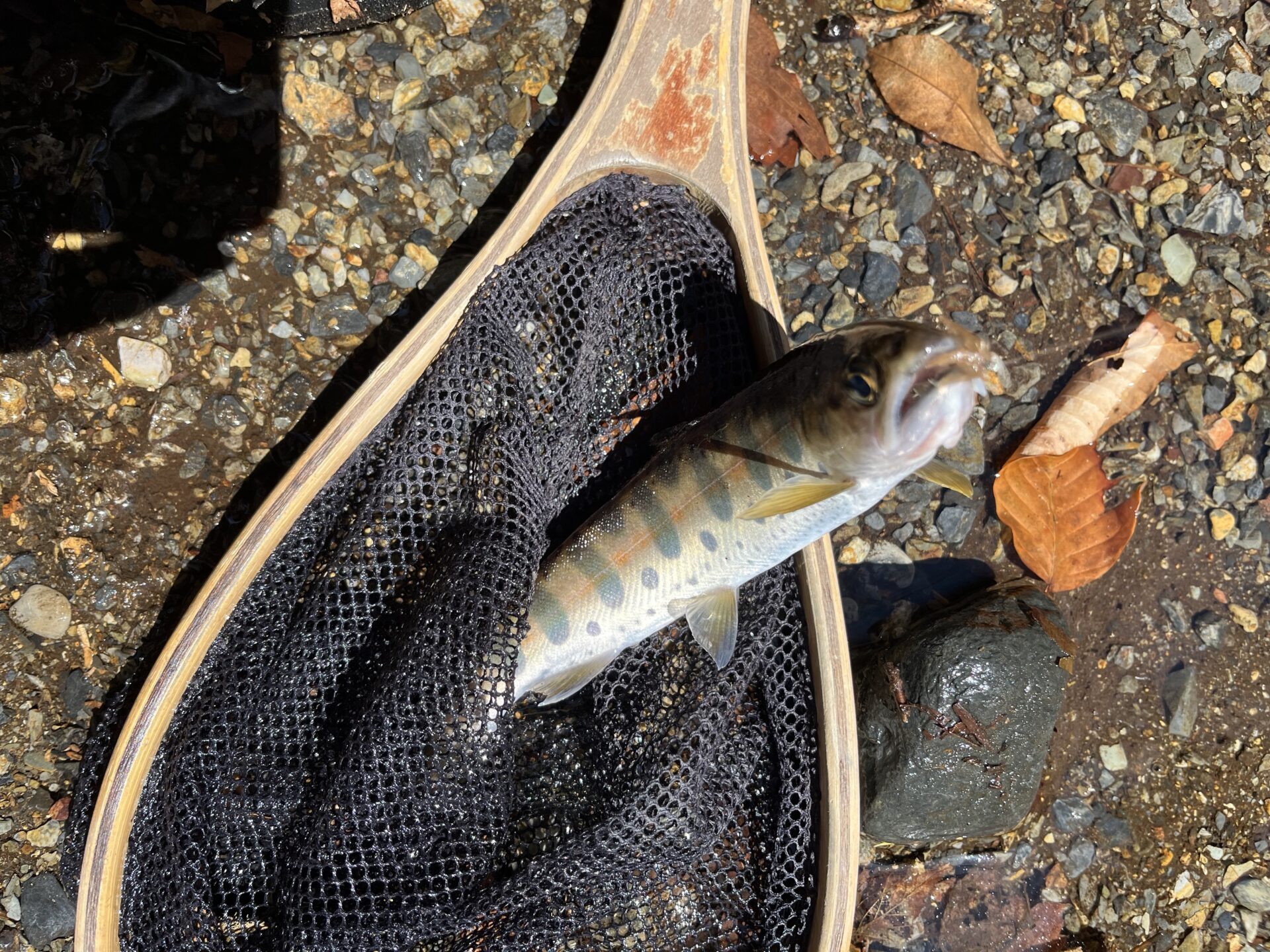 山女魚
2026.4.8
12:05
シャロムの森