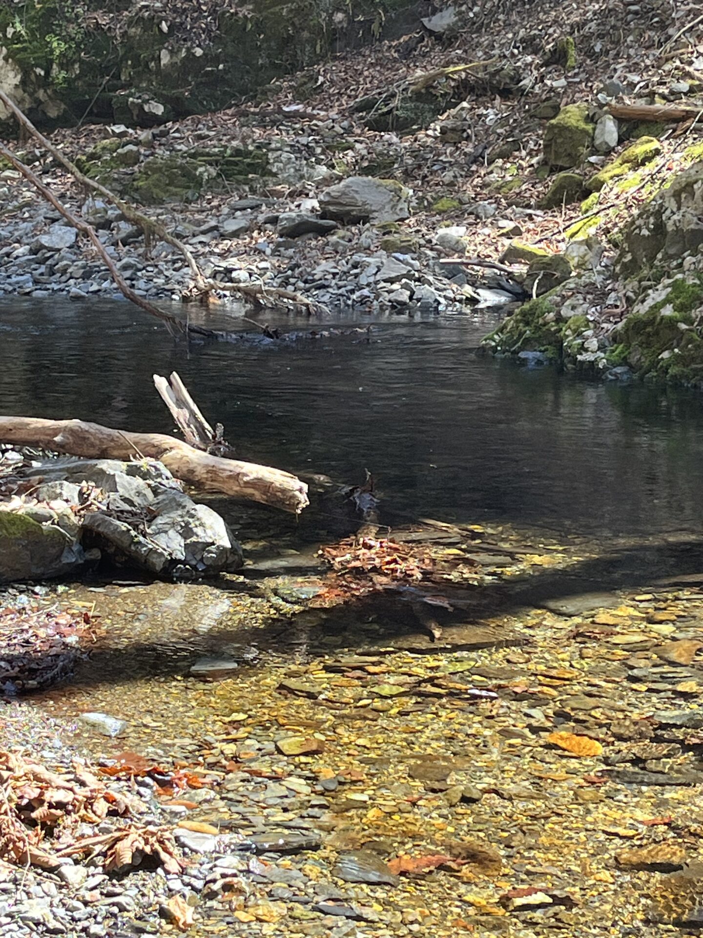ポイント
山女魚
2026.4.8
12:05
シャロムの森