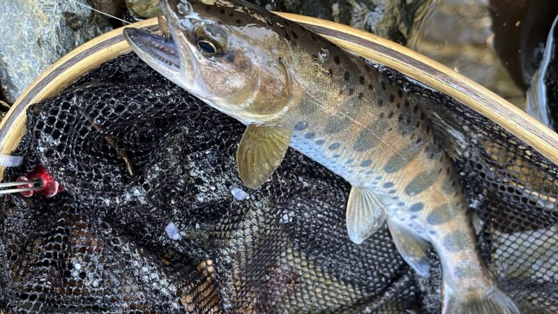 【釣果7匹山女魚7岩魚0】シャロムの森2026.4.8 