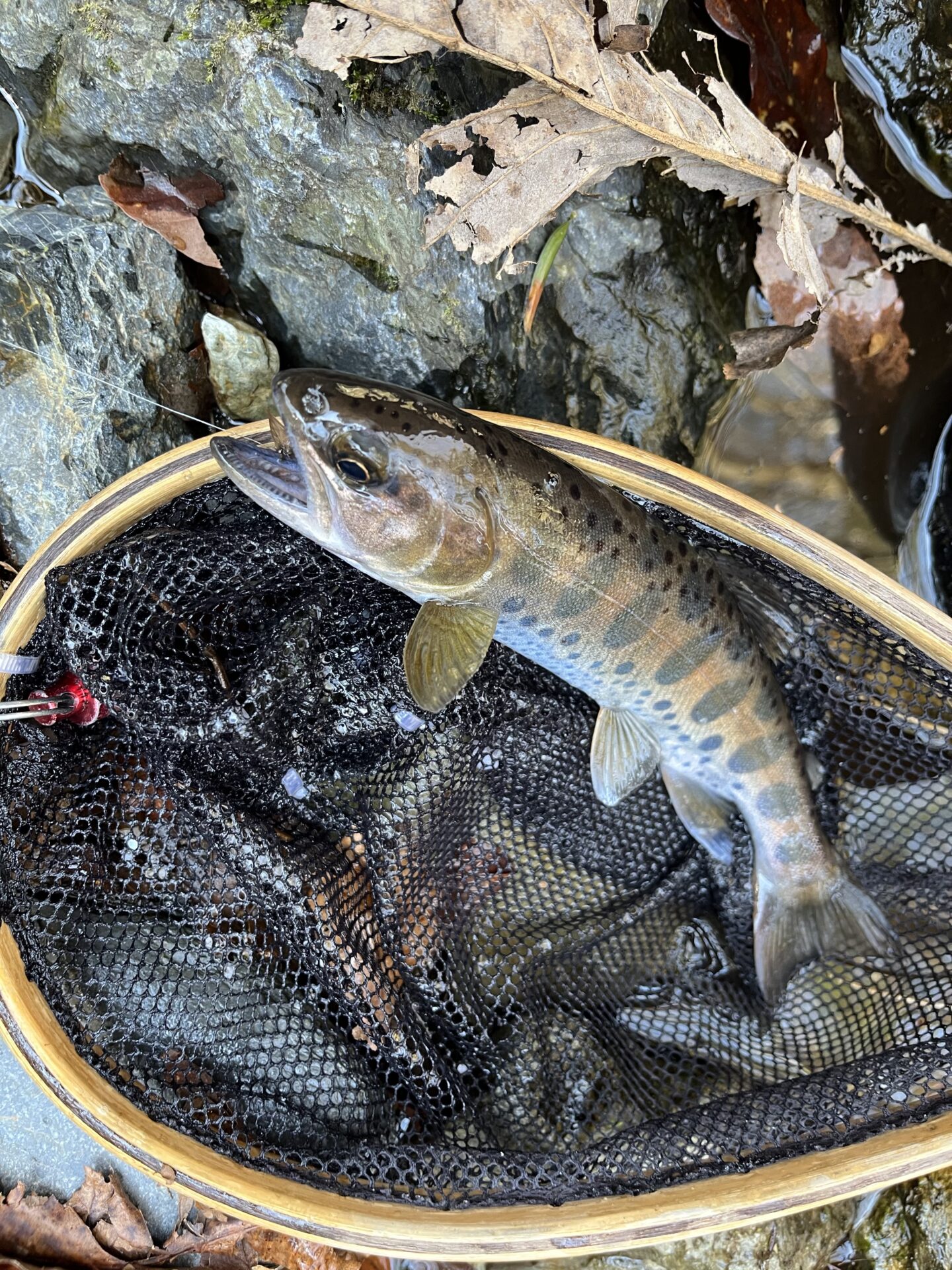 山女魚
2026.4.8
13:14
シャロムの森