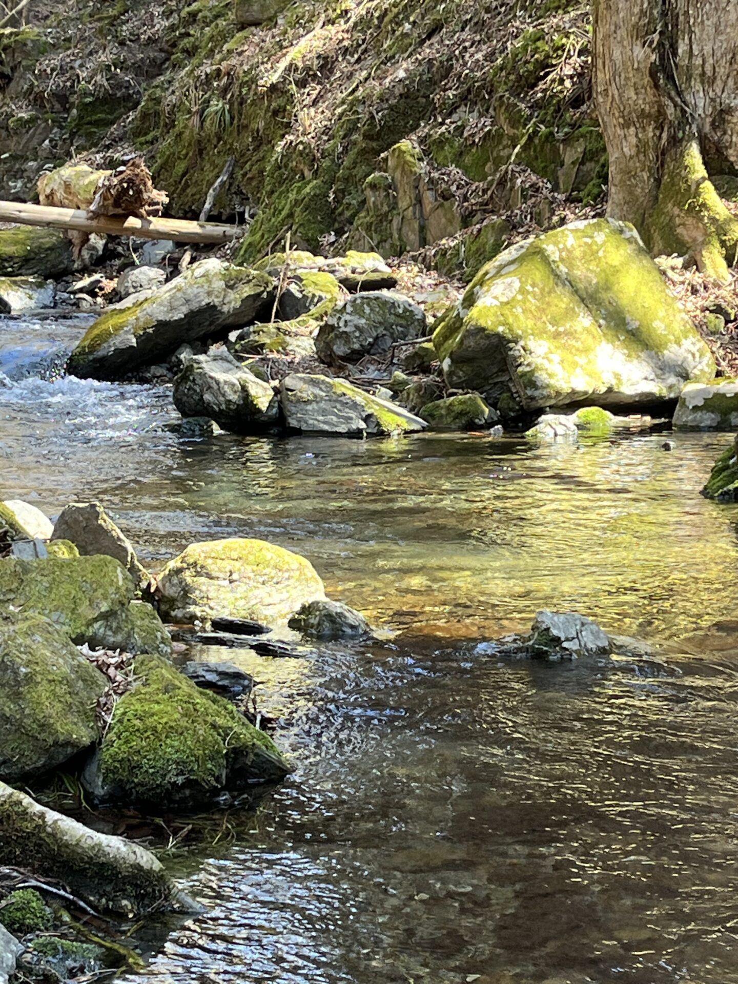 ポイント
山女魚
2026.4.8
13:14
シャロムの森